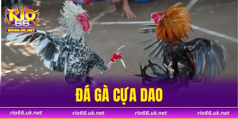 Đá Gà Cựa Dao